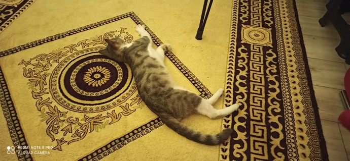 Evime kedi girdi. Kediden anlayan var mı?