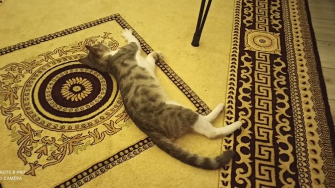 Evime kedi girdi. Kediden anlayan var mı?
