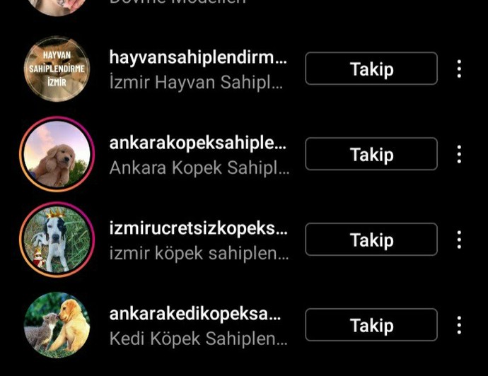 Nasıl/Nerede kedi sahiplendirebilirim?