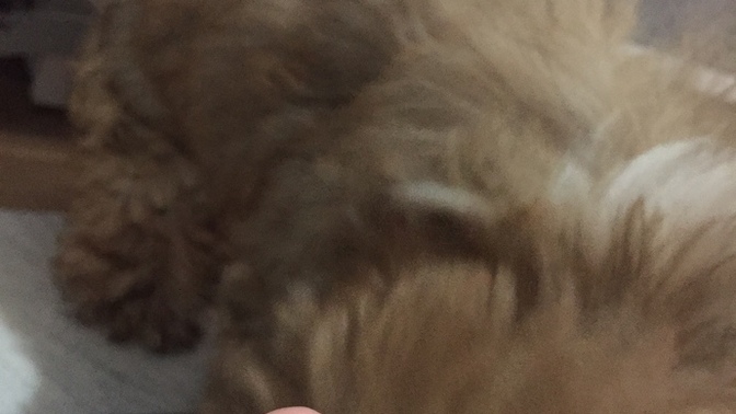Köpeğimin tırnağı koptu, veterinere götürmeli miyim?