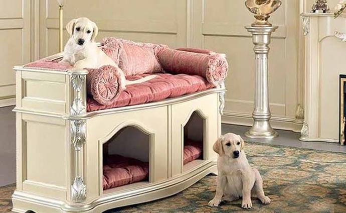 Evde kedi mi beslemek daha güzel yoksa köpek mi?