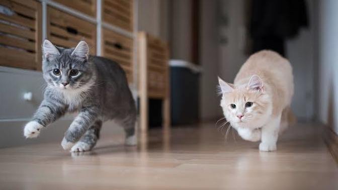 Evde kedi mi beslemek daha güzel yoksa köpek mi?