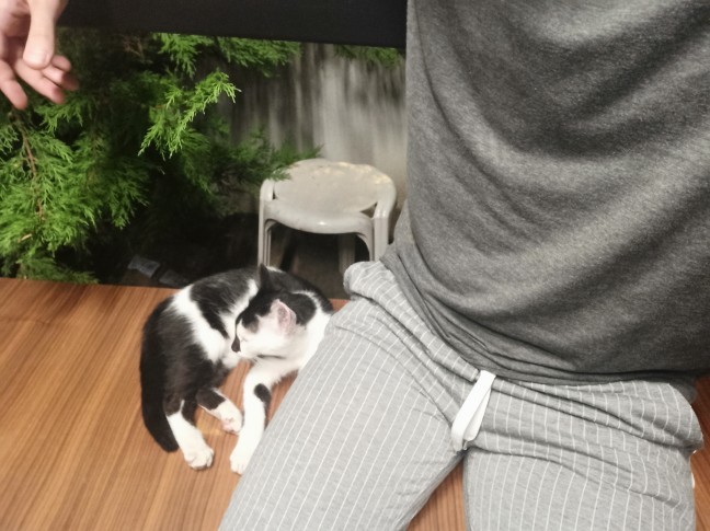 Smokin kedi buldum, sizce sahipleneyim mi onu?