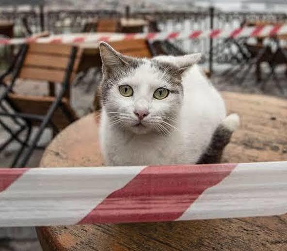 Kurban Bayramını neden bu kadar çok seviyorsunuz?