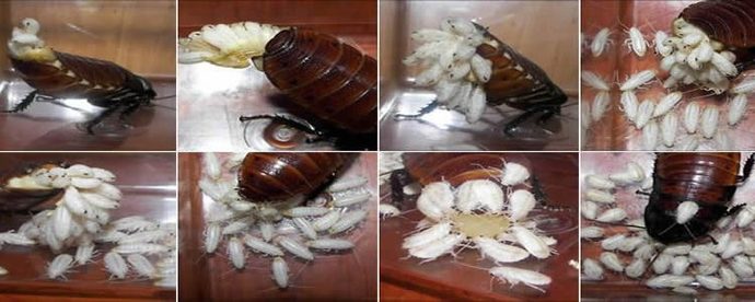 Evdeki Hamam Böceği Yuvası Nasıl Bulunur? KizlarSoruyor
