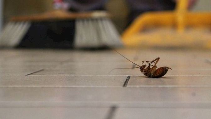 Evdeki hamam böceği yuvası nasıl bulunur?