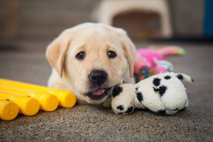 Hiçbir köpek tarafından ısırıldınız mı?