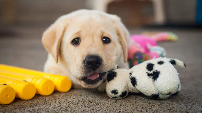 Hiçbir köpek tarafından ısırıldınız mı?