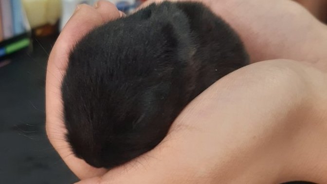 En sevdiğiniz hayvan nedir ?