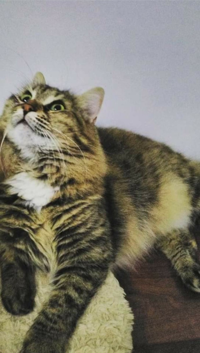 Köpek gibi kendini sevdiren en sıcakkanlı kedi cinsleri hangisidir?