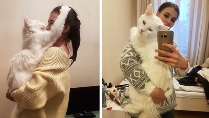Köpek gibi kendini sevdiren en sıcakkanlı kedi cinsleri hangisidir?