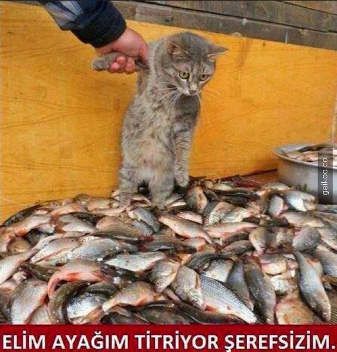 Temsili sen.