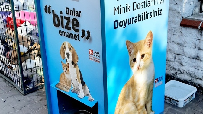 Yaşadığınız şehirde sokak hayvanları için farkındalık oluşturacak çalışmalar yapılıyor mu ve de neler yapılabilir?