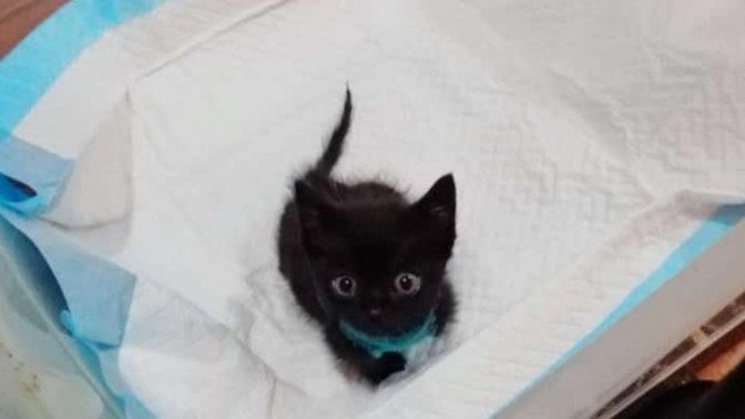 Siyah kedi yavrusu bulduğumuzda onu sokağa atmamız gerekir mi? Siyah kediler uğursuzluk mudur?