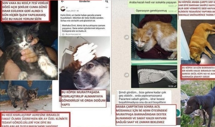 Antalya Muratpaşa Ermenek barınağındaki usulsüzlüklerin sorumlularının cezalandırılması için bu kampanyayı imzalayabilir misiniz?
