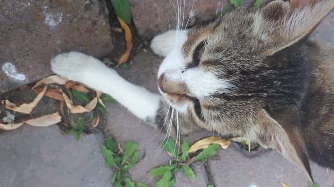 Akşam yemeğini saat kaçta yiyorsunuz?