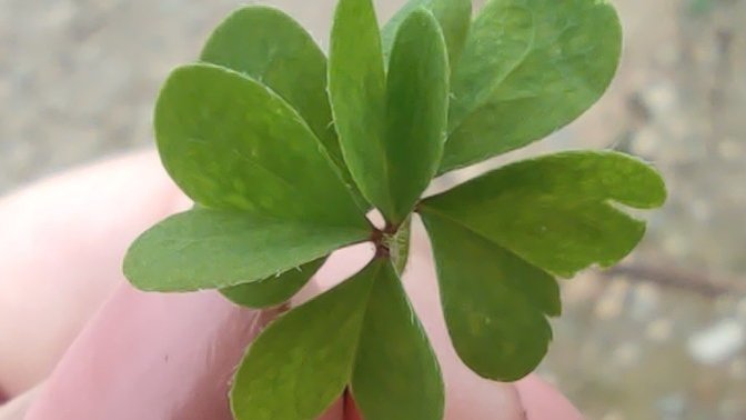 Çok yapraklı yonca bana şans getirir mi🍀?