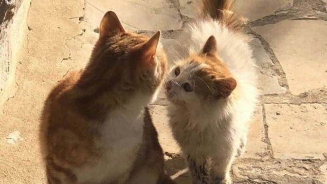 Hakkınızda merak ettiğim bir şeyi size sorabilir miyim?