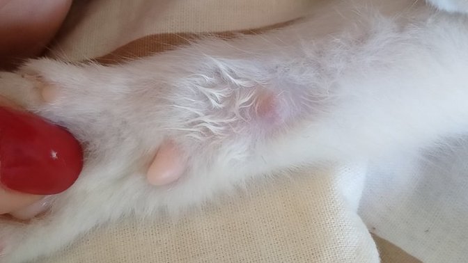 Kedimin patisindeki şey ne?