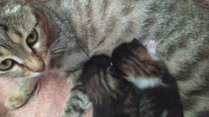 Kedim doğum yaptı, yavrulardan biri küçük kaldı. Ne yapmalıyım?
