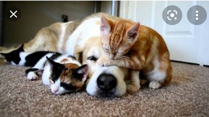 Kedi mi köpek mi? Siz ne insanısınız? Hangisinin olmasını isterdin?