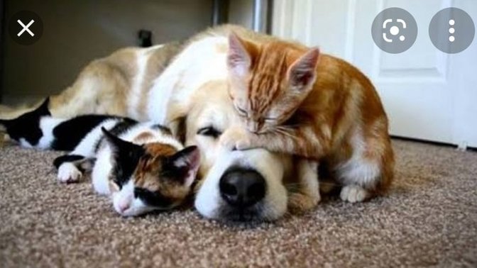 Kedi mi köpek mi? Siz ne insanısınız? Hangisinin olmasını isterdin?
