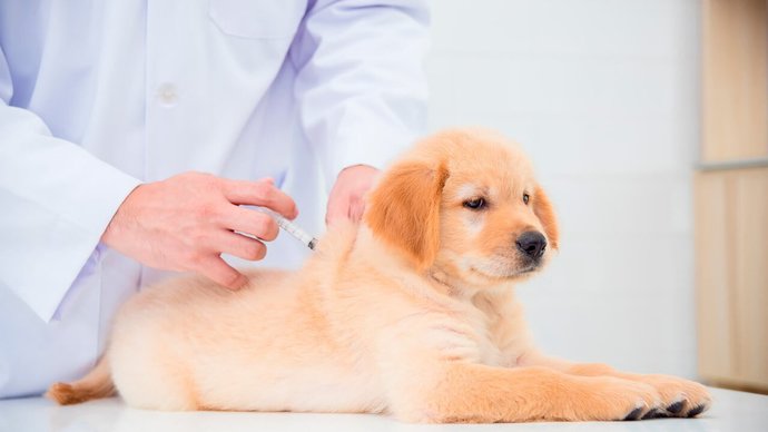 Köpeği kanlı ishal olan var mı?