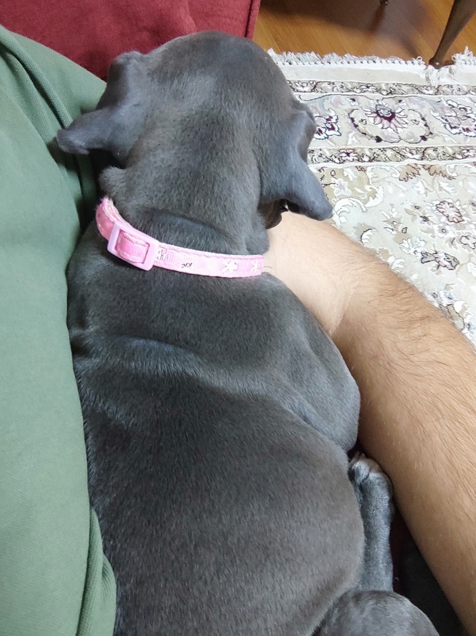 Köpeğim bensiz uyumuyor, nasıl alıştırabilirim?