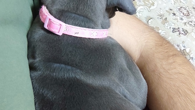 Köpeğim bensiz uyumuyor, nasıl alıştırabilirim?