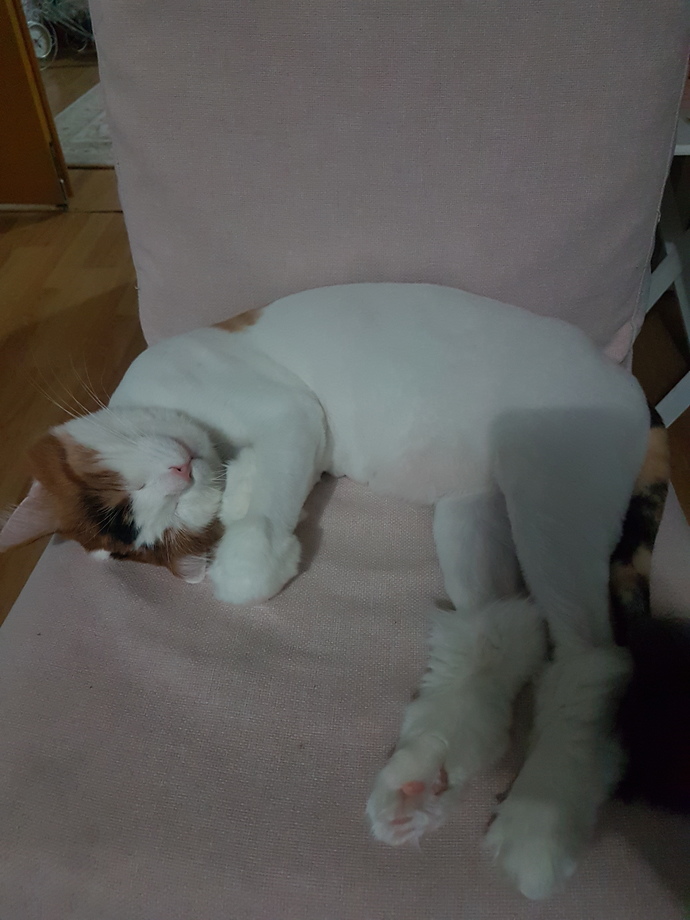 Tatlı kedim