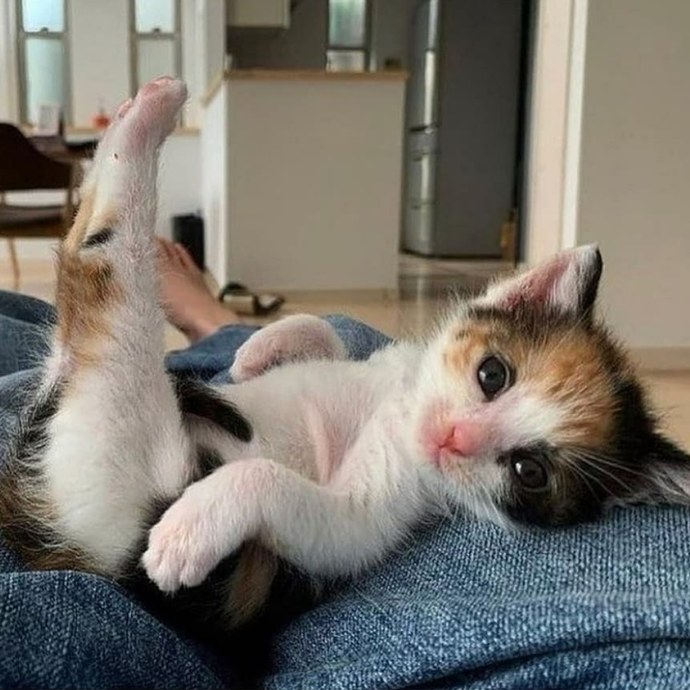 🐈