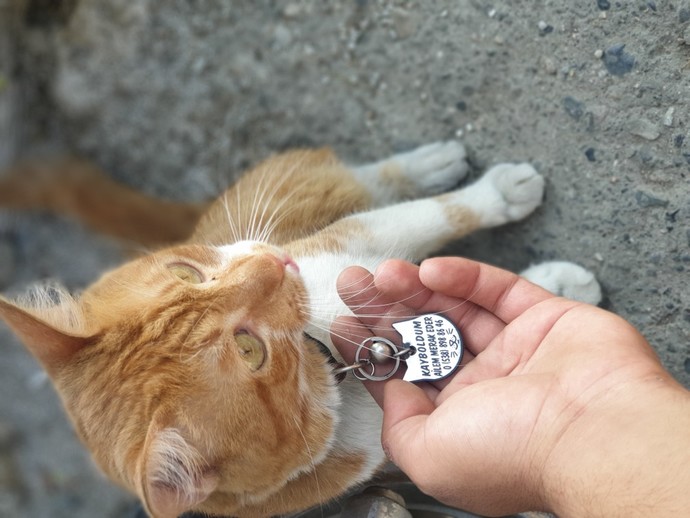 Kedi besleme alışkanlığınız var mı?