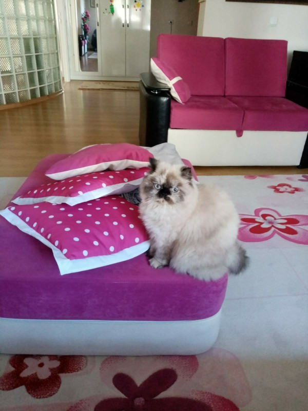Kedi besleme alışkanlığınız var mı?