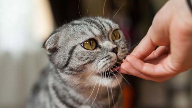Kedi besleme alışkanlığınız var mı?