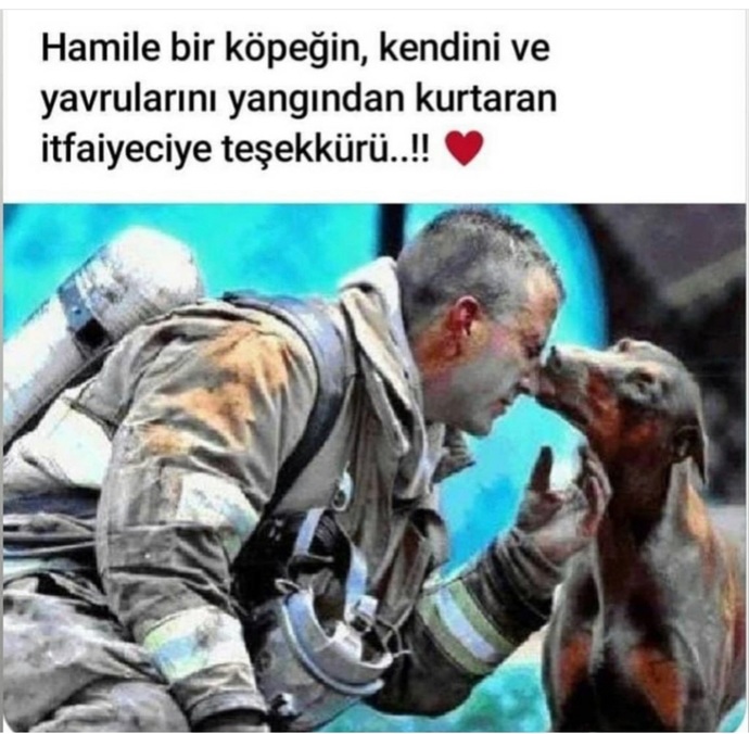 Hayvanlar dile gelip konuşsaydı ne derlerdi?