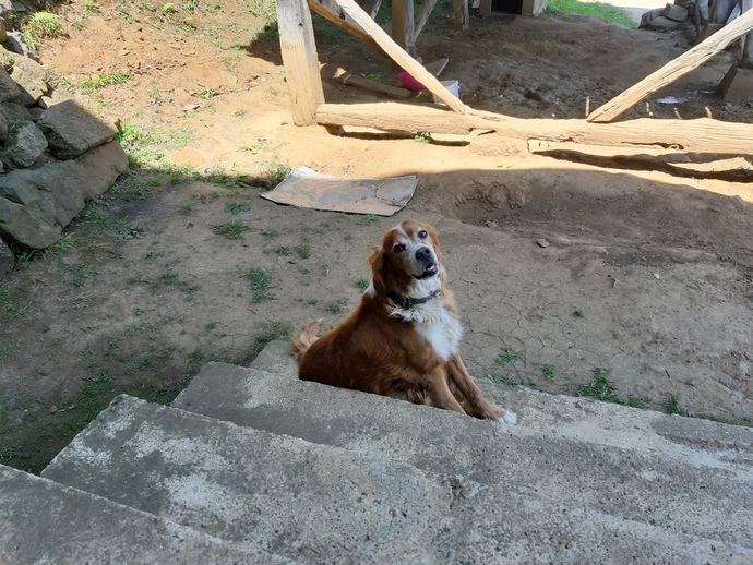 Bu sıcaklarda köpeğinizi nasıl serinletiyorsunuz?