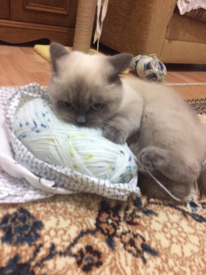 Sizce bu 3 yavru kardeşten hangisi daha güzel? 😚