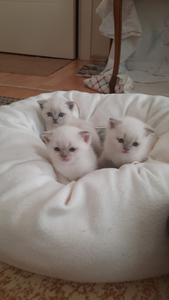 Sizce bu 3 yavru kardeşten hangisi daha güzel? 😚