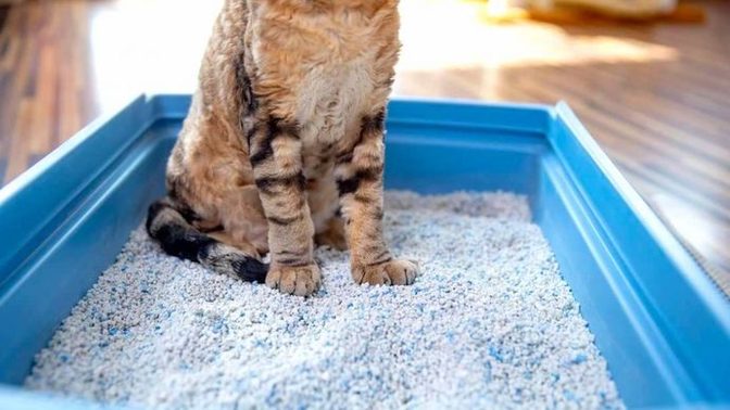Hem cep yakmayan, hem de kaliteli kedi kumu hangisidir?