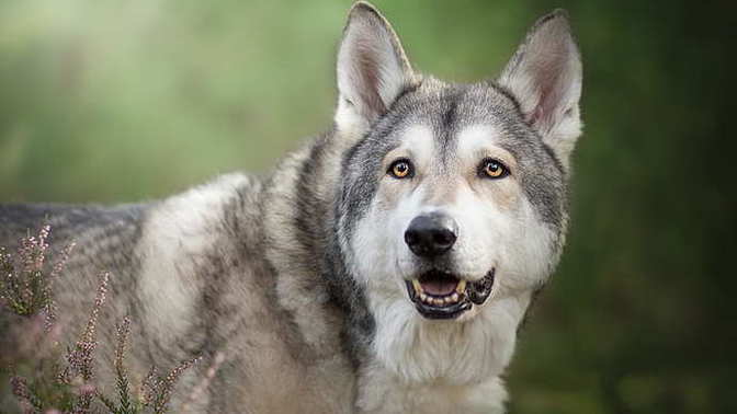 Köpeğim için isim öneriniz nedir?
