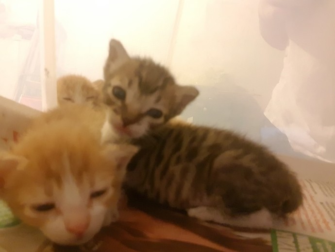 Sizce büyüyüp kocaman kedi olurlar mı bu minikler 🥺?