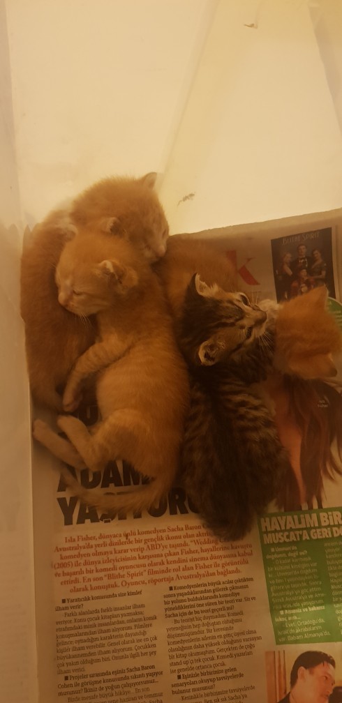 Sizce büyüyüp kocaman kedi olurlar mı bu minikler 🥺?