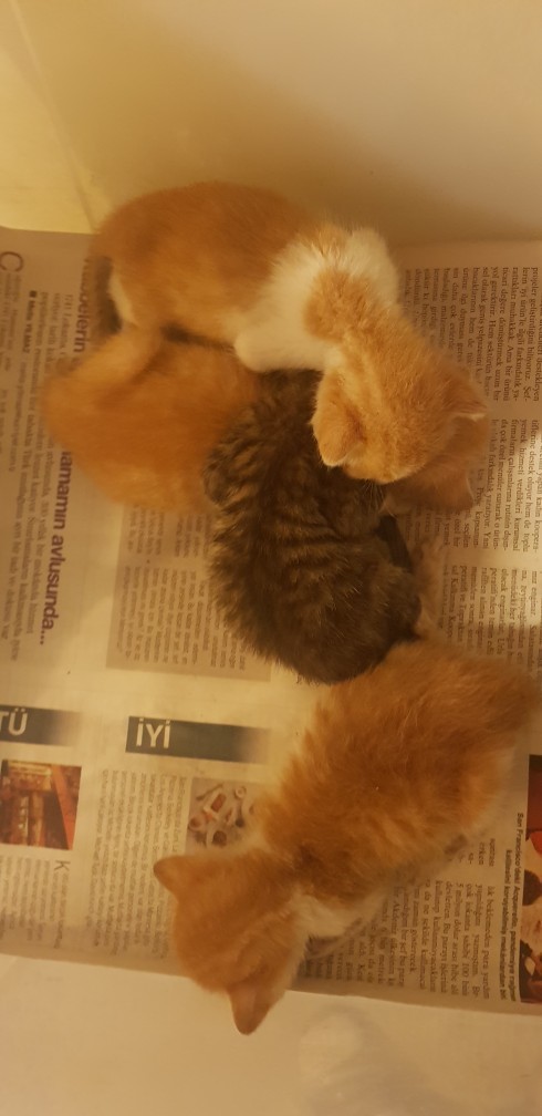 Sizce büyüyüp kocaman kedi olurlar mı bu minikler 🥺?