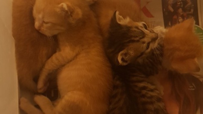 Sizce büyüyüp kocaman kedi olurlar mı bu minikler 🥺?