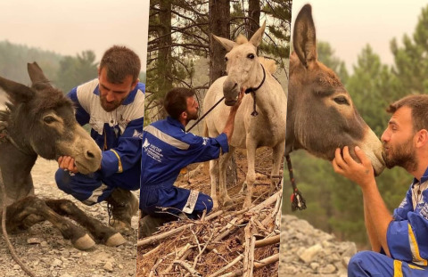 Afet bölgesinden 2 eşek 1 at daha kurtarıldı, çok tatlı değil mi?