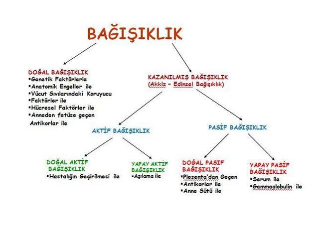 Bağışıklık sistemi ; doğal bağışıklık ve kazanılmış bağışıklık olmak üzere ikiye ayrılır.