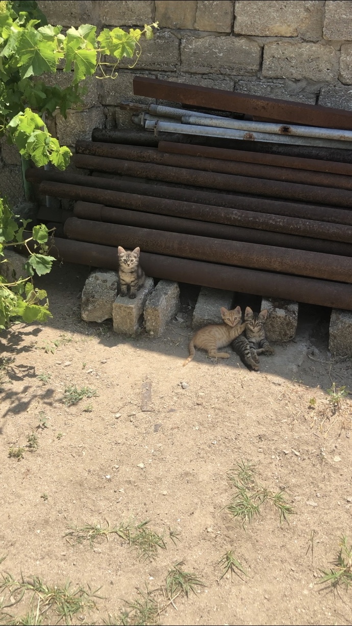 Kedilere günde kaç kere kuru mama verilmeli?