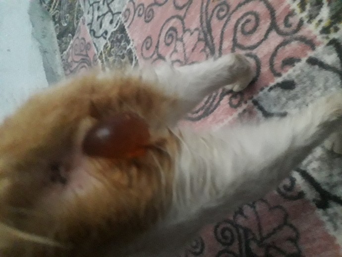 Motorsikletinin arkasına köpeğini bağlayıp sürükleyen şahıs yakalandı. Peki sen böyle insancıklar hakkında ne düşünüyorsunuz?