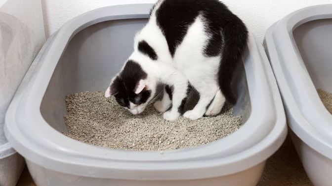 Topaklanan ve patilere yapışmayan kedi kumu öneriniz var mı?