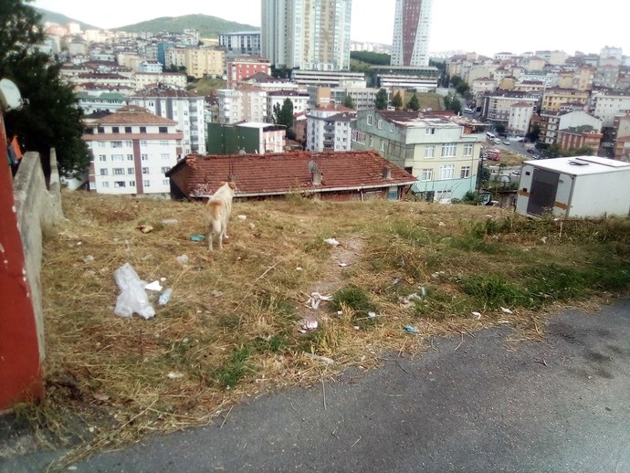 Boş arsaya sokağa çöp atan bir doğulu aileyi emniyete ve zabıtaya şikayet ettim zabıta ötmüş benim kim olduğumu söylemiş onlara?